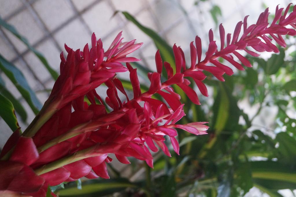 פורטאלזה Pousada Marrakech חדר תמונה